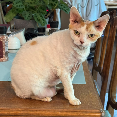 Billie the Cat