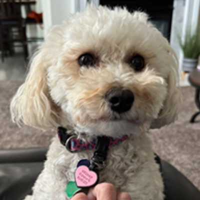 Chloe the Dog
