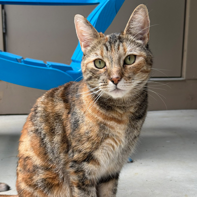 Daisy the Cat