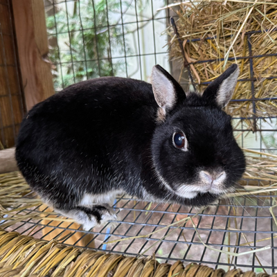 Doris the Rabbit