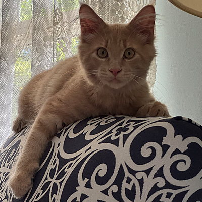 George the Cat
