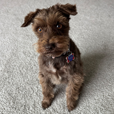 Harlee the Dog