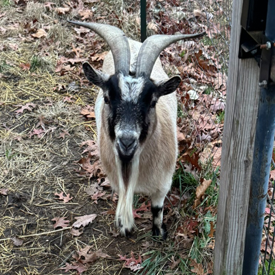 Laverne the Goat