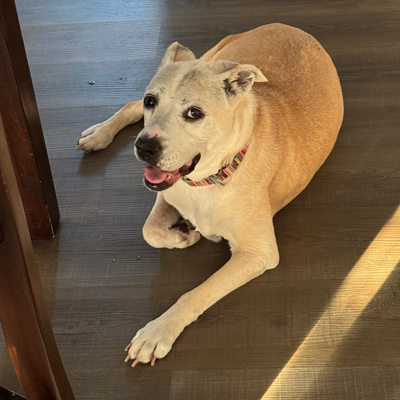 Lucy the Dog