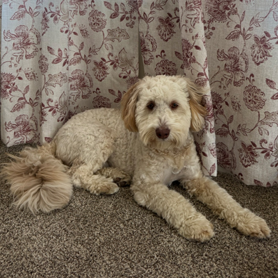 Mac the Dog