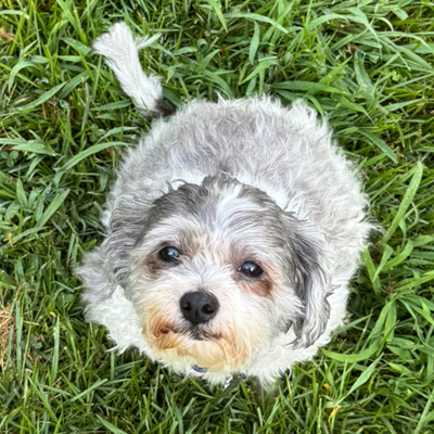 Max the Dog