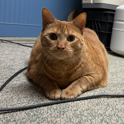 Nuggy the Cat