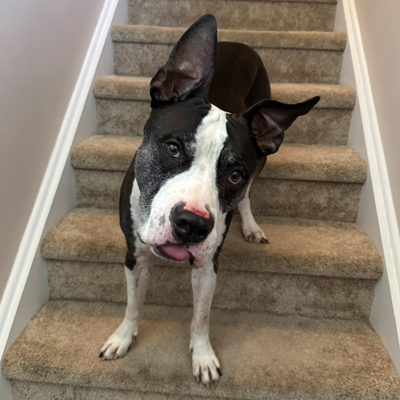 Pawlie the Dog