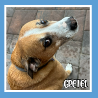 Gretel the dog – playful soul