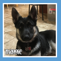 Maggie the dog – playful pup
