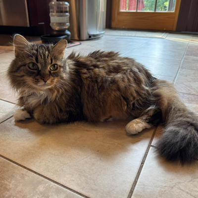 Pillow the Cat