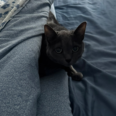 Sophie the Cat