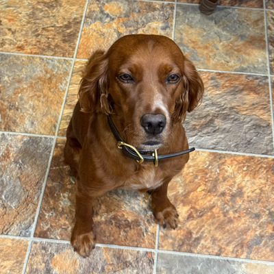 Trixie the Dog